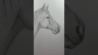 Drawing a horse  is easier than you think 