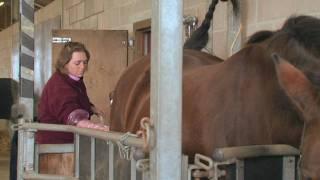Equine Reproduction UK - 3 day breeding short course (AI tech training)