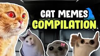 Cat Cartoon memes Road Trip Compilation 2