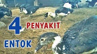 4 PENYAKIT BEBEK ENTOK BERBAHAYA DAN CARA MENGATASINYA