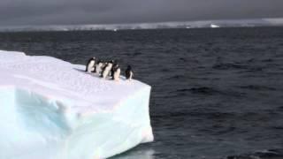 Gentoo penguin deciding whether to jump off an ice