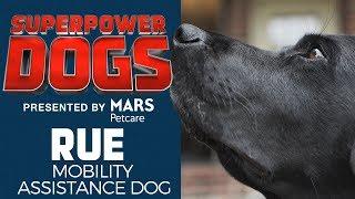 Mobility Assistance Dog: Rue | Superpower Dogs