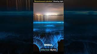 Glowing Wonders of the Ocean l Bioluminescent Plankton #shortsviral #shortsviral