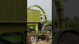 Penyebab Pembuatan Silase Rumput Gajah Gagal? #pakanfermentasi #pakansapi #pakanternak #sapijumbo