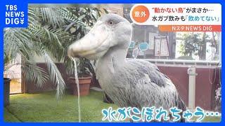 「全然飲めてない！」ハシビロコウが“水を飲む様子”が話題｜TBS NEWS DIG