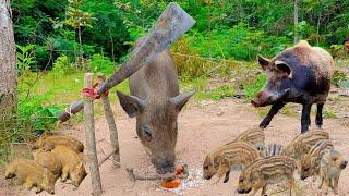 Wild Boar Hunting - How to build amazing pig trap using sharp chopper #boartrap #shortvideo