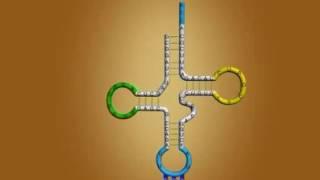 tRNa general function