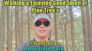 Enjoying Da Walk Under Beautiful #pinetree  With my Bro.ABOOROR TRAVELS #naturelovers #fyi #fyp