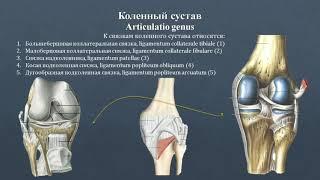 Анатомия коленного сустава: строение, классификация, фиксирующий аппарат, движения