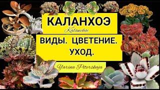 Каланхоэ.Виды. Цветение. Уход.