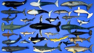 Sharks and Whales: Whale Shark, Orca, Great White Shark, Humpback Whale, Mako Shark, Etc. MN074