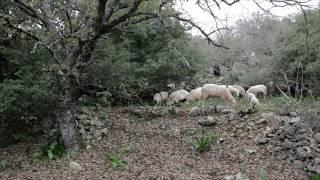 "λουλούδια σπασμένα" - Δημοτικό Σχολείο Αρμένων (short film)