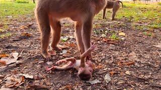 OMG----------Baby monkey Lily  extreme because Libby leave for walking