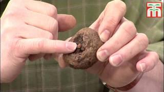 How to plant begonia tubers video with Thompson & Morgan.