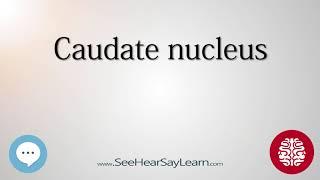 Caudate nucleus   Anatomy of the Brain   SeeHearSayLearn 