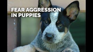 Fear Aggression in Young Dogs - Part 1