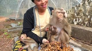 Exclusive: Monkey Julie's Heartwarming Reaction to Food KT Brings for Her & all Abandoned monkeys