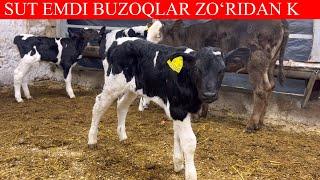 SUT EMDI NASILDOR BUZOQLAR . Durlari k998259999