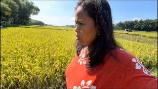 CEK KONDISI SAWAH SAAT INI KETOK E WES WAYAH E PANEN IKI WAH JELAS KAYA TENAN IKI 