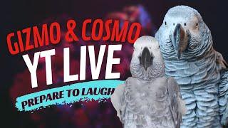 Gizmo and Cosmo the Funny Parrot Go Live Together