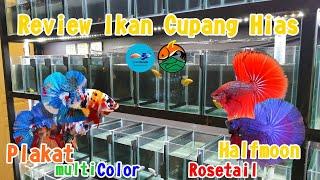 Review Cupang Halfmoon dan Plakat Multicolor | Update Harga Cupang 2022