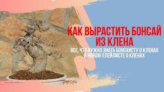 Бонсай из клена (Acer Buergerianum) Удобрение для клена. Уход и содержание бонсай в доме