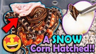 Mystery Corn Snakes Hatching!