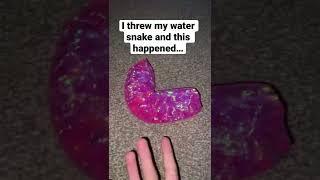 I WAS PLAYING WITH MY WATER SNAKE AND THIS HAPPENED…