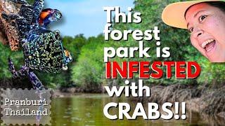 COUNTLESS CRABS Sprawling in Pranburi Forest Park | Thailand | Travellers | Alissa & Jay