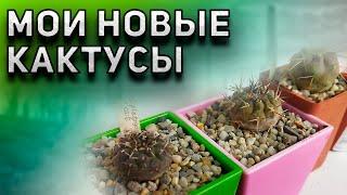 Мои новые кактусы. Уход за кактусами. Кактусы и суккуленты