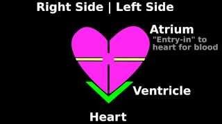 Easy Cardiac Auscultation | Intro S3 S4 S1 S2: Heart Sounds Tutorial (2/7)