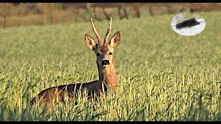 Medal roebuck hunting in Mai