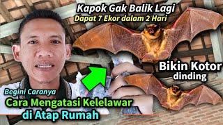 Cara Mudah Mengusir Kelelawar Yang Bersarang Di Atap Rumah 