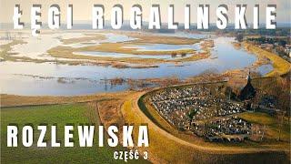 ROZLEWISKA 2024 odc. 3 - DĘBY i ŁĘGI ROGALIŃSKIE