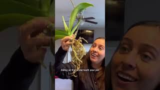 How I repot my orchid in orchid bark #orchidcare #orchids #plantcaretips