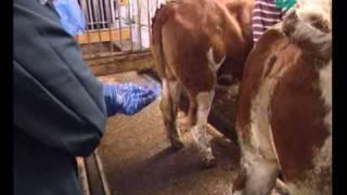 Cattle insemination - Kuh Besamung