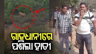 Elephant spotted roaming near AIIMS in Bhubaneswar | Kalinga TV