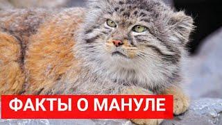 25 интересных фактов о мануле