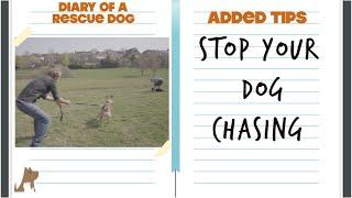 STOP your dog stealing other dog's balls - Added tips - Diary of a Rescue dog
