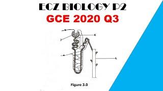 Biology paper 2 || GCE 2020 || Question 3 answers