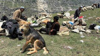 Himalayan Shepherd Life: Living With 600 GOATS in the High Mountains