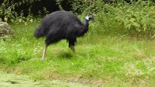 Dwarf Cassowary locomotion