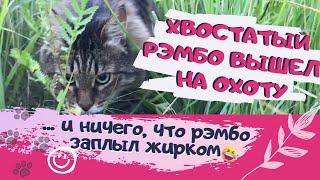 Хвостатый Рэмбо вышел на охоту! Мой домашний кот охотится за голубем Приколы с котами Смешные коты