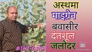 Selfhelp/आक/मदार/आक के ओषधीय गुण/Calotropis procera/Giant milk weed/SK sir