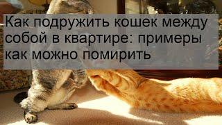 Как подружить кошек между собой в квартире: примеры как можно помирить