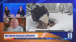 3rd eaglet begins hatching in Big Bear