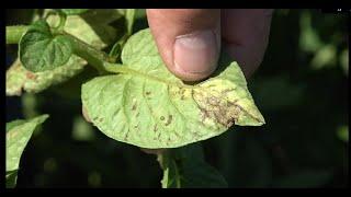 Mildiu en Patata  (Phytophtora Infestans)