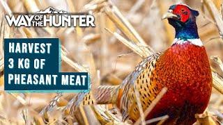 WAY Of The HUNTER | Harvest 3 KG of Pheasant Meat