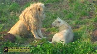 Cutest Lion couple: Jack and Jill