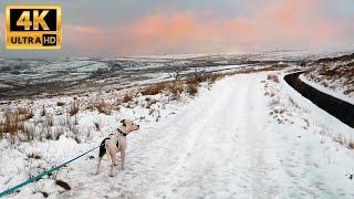 4K Virtual Winter Dog Walk | Relaxing Music and Crunching Snow Sound for Relaxation and Sleep | FPV